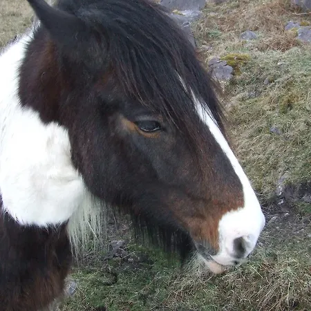 Rockfield House Bed & Breakfast Killarney