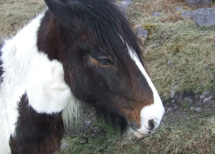 Rockfield House Couette-café Killarney